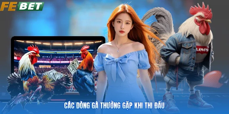 Các dòng gà thường gặp khi thi đấu