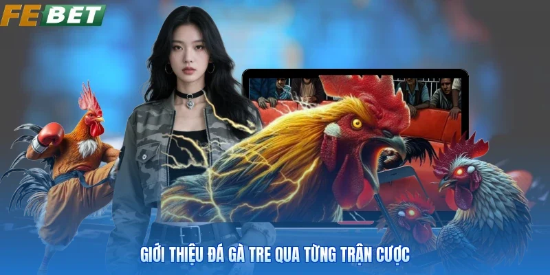 Giới thiệu đá gà tre qua từng trận cược
